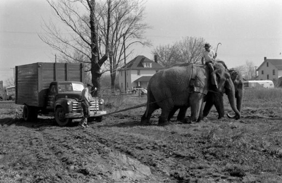Elephants Pull Circus Truck