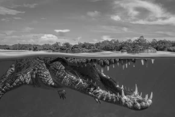 Peering Crocodile