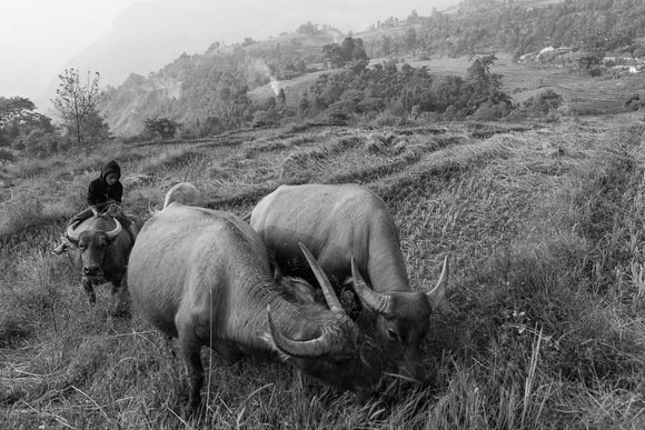 Boy and Water Buffaloes Boy and Water Buffaloes