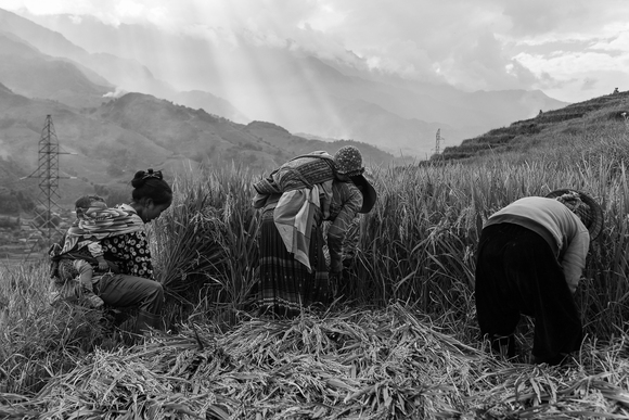 Harvesting Rice