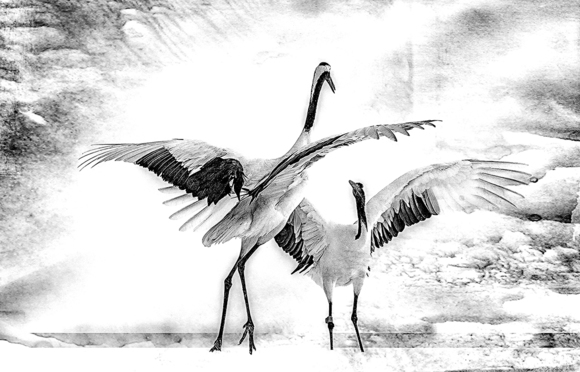 Dancing Cranes in snow storm