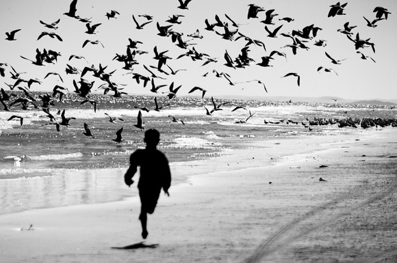 chasing seagulls chasing seagulls