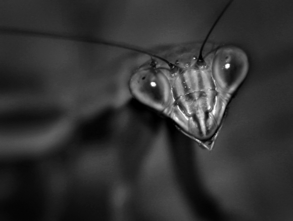 Ogling Mantis