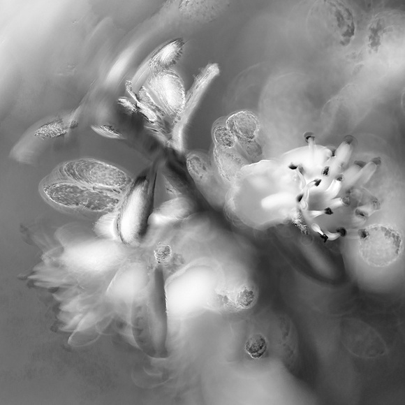 Unknown Flower Unknown Flower