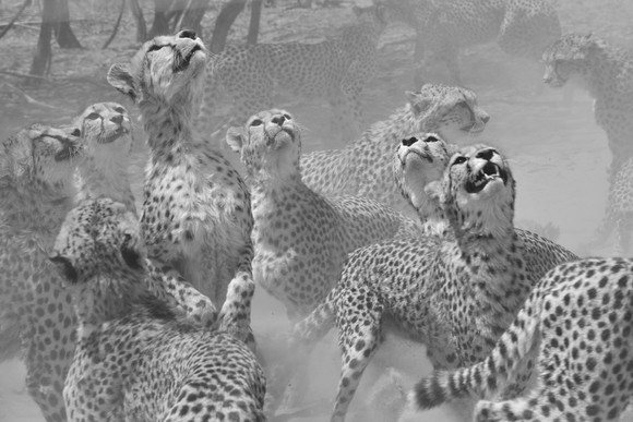 Cheetahs waiting for food