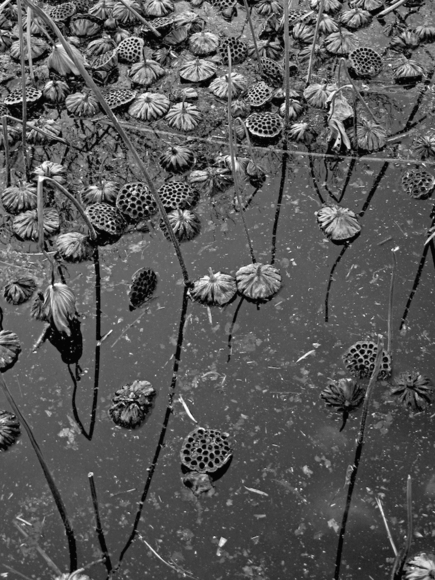 Untitled (Dead Lotus Flowers and Pods)