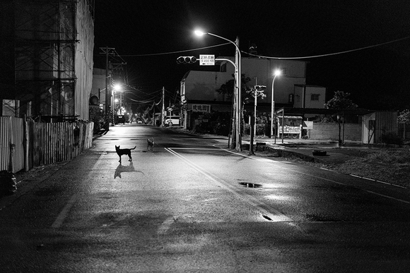 Untitled (Dogs in Hengchun) Untitled (Dogs in Hengchun)