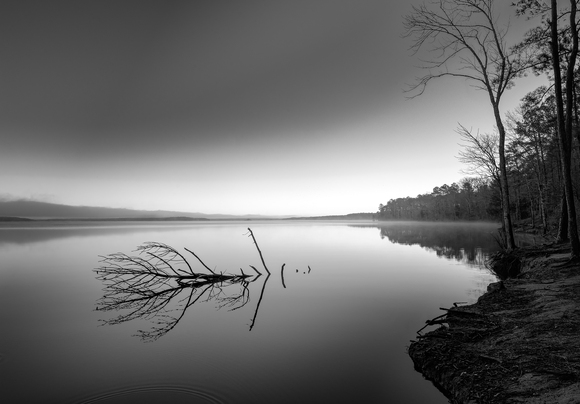 A Drowned Tree and the Near Shore