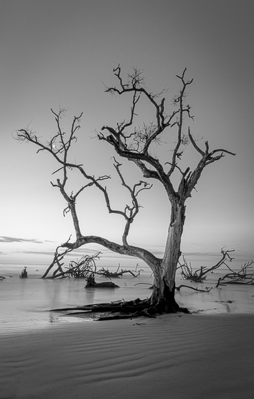 Boneyard Wish Boneyard Wish