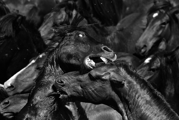 Fighting Horses Fighting Horses