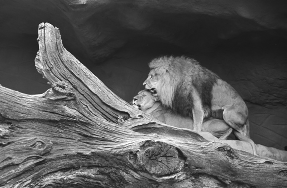 Lions In Love