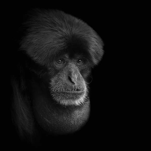 Silent Siamang