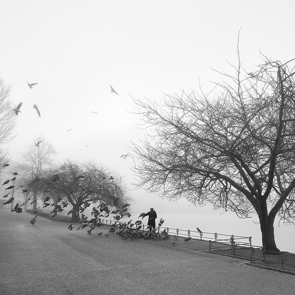 Bird feeding