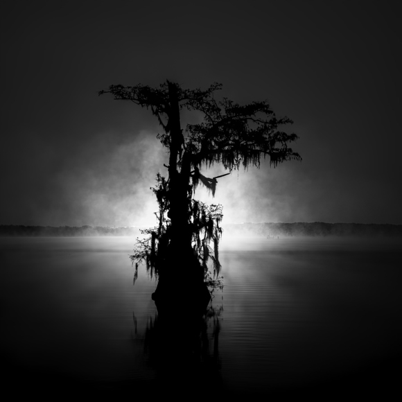Cypress In The Mist