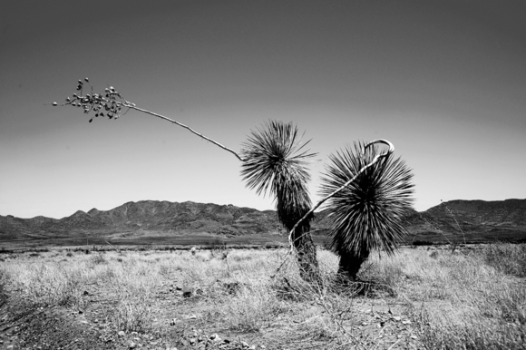 Yuccas, AZ