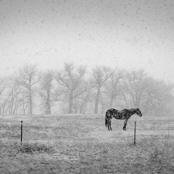 Horse and Snowfall