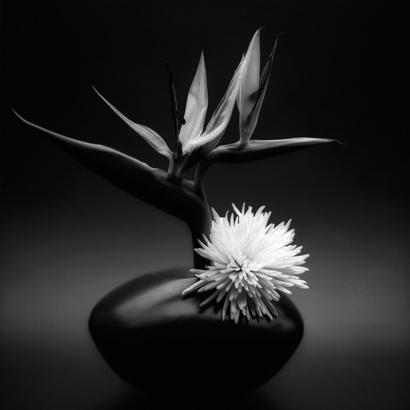 Strelitzia Reginae Strelitzia Reginae