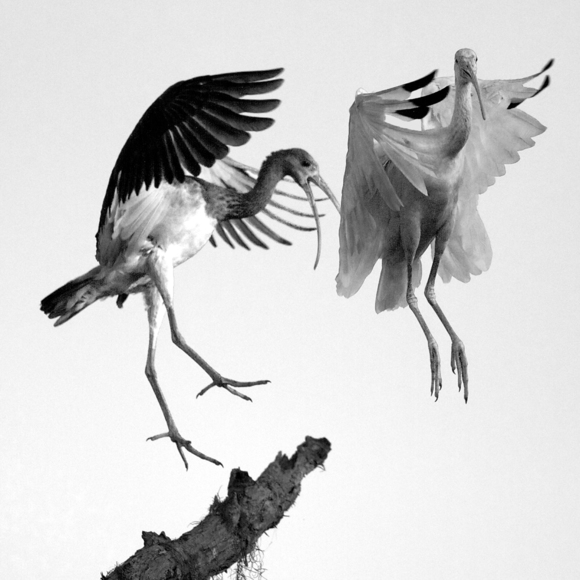 Brown-Carolyn Flying Ibis