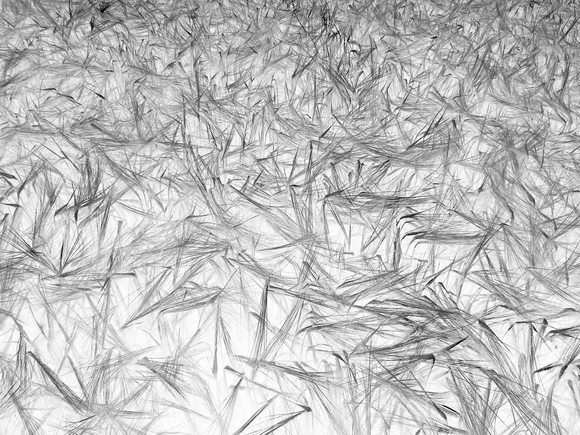 Ready for harvest Ready for harvest