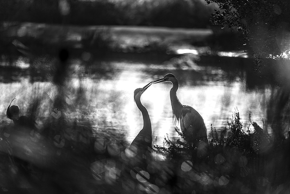 Tenderness Tenderness