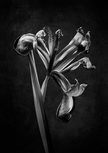Iris Professor Blaauw Iris Professor Blaauw