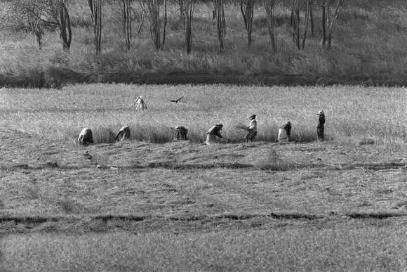 Homage to Millet Homage to Millet