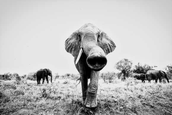 Elephant Trunk Call