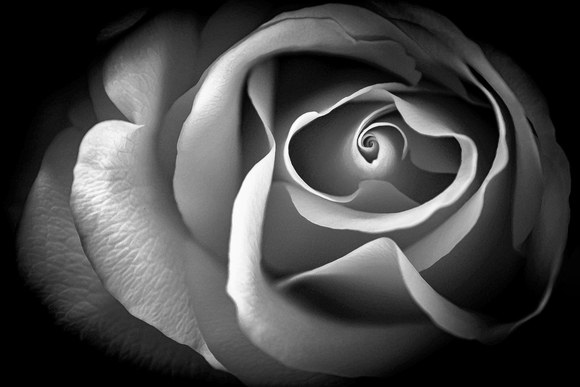 Golden Spiral Golden Spiral