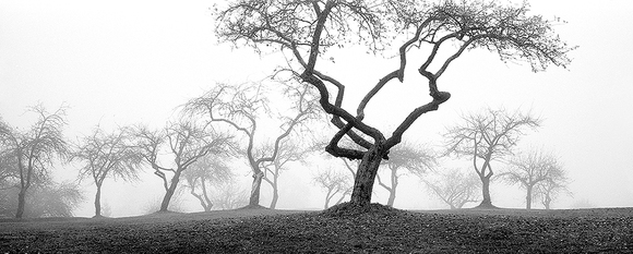 Old Apple Garden Old Apple Garden