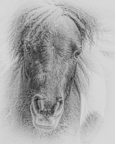 Portrait of Pony