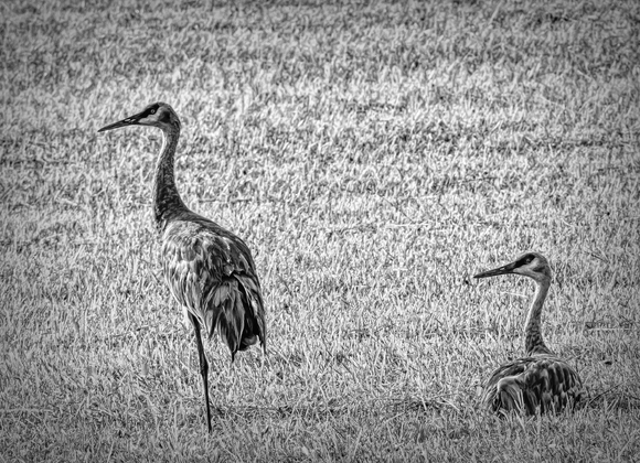 Sand Hill Crane Couple Sand Hill Crane Couple