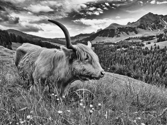 Alps Guardian Alps Guardian