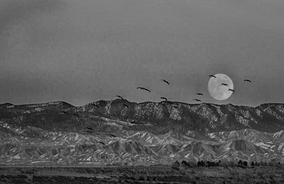 Geese in the Full Moon Geese in the Full Moon