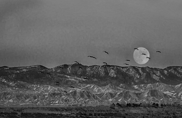 Geese in the Full Moon