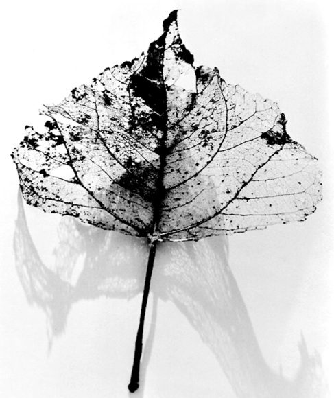 Leaf & Shadow