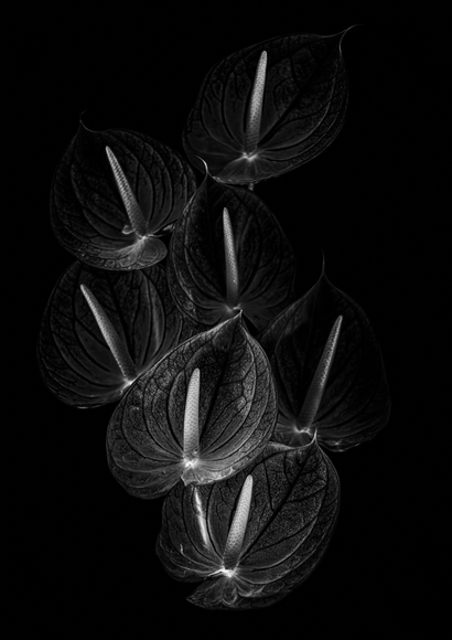7 Anthuriums 7 Anthuriums