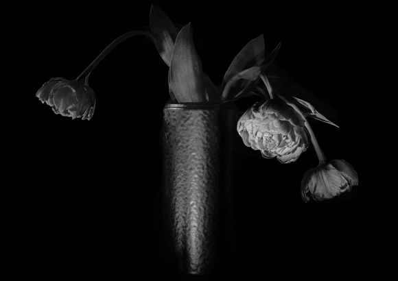 Three French Tulips Three French Tulips