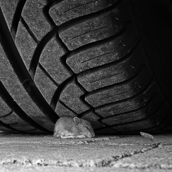 Suicide Mouse Suicide Mouse