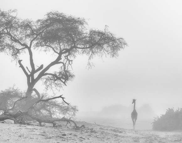 Giraffe In The Mist