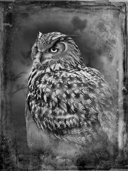 Great Horned Owl Great Horned Owl