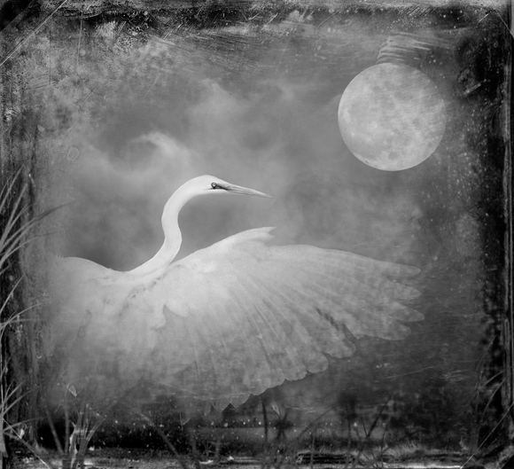 Snowy Egret Snowy Egret