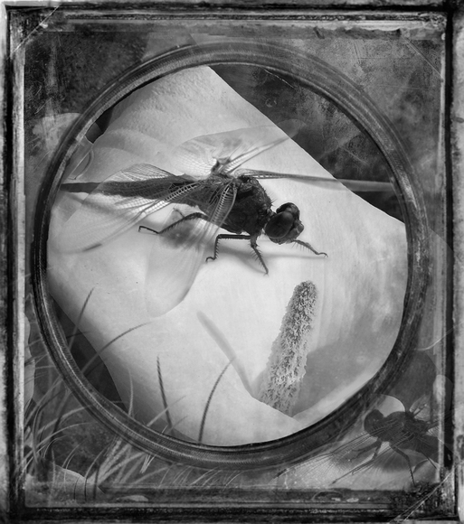 Red-Veined Darter Red-Veined Darter