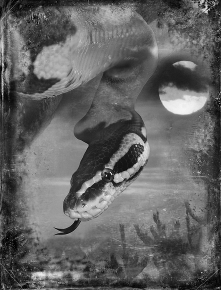 Ball Python Ball Python