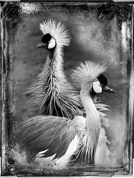 East African Crowned Cranes East African Crowned Cranes