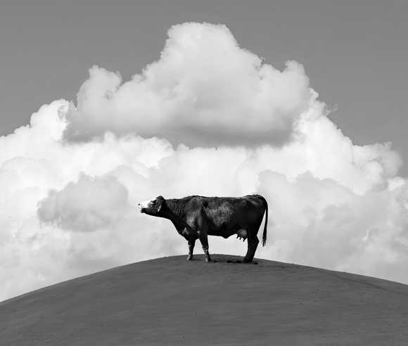 American Pastoral 3 American Pastoral 3