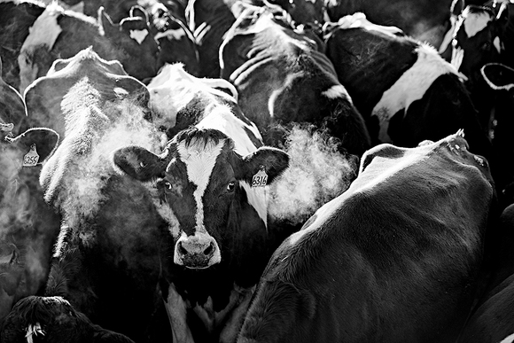 Victorian Dairy Farmers