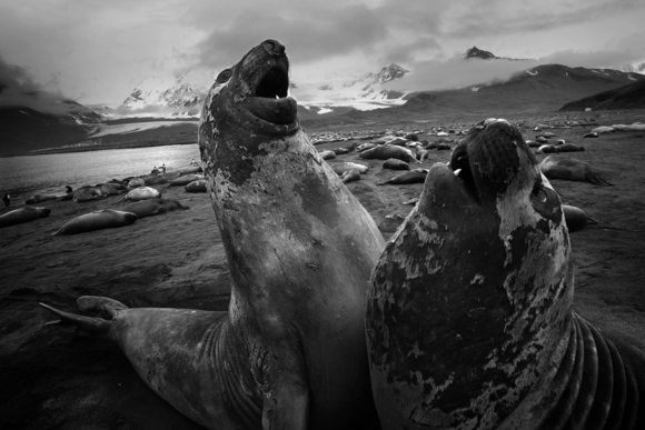 Elephant seals fightng