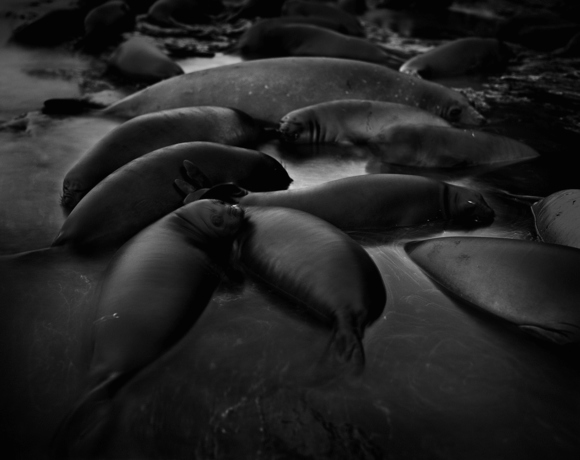 Elephant seals #12