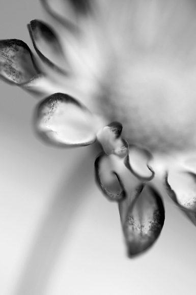 Painted Petals Painted Petals