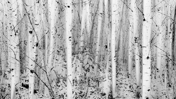 Woodland Impressionism2 Woodland Impressionism2